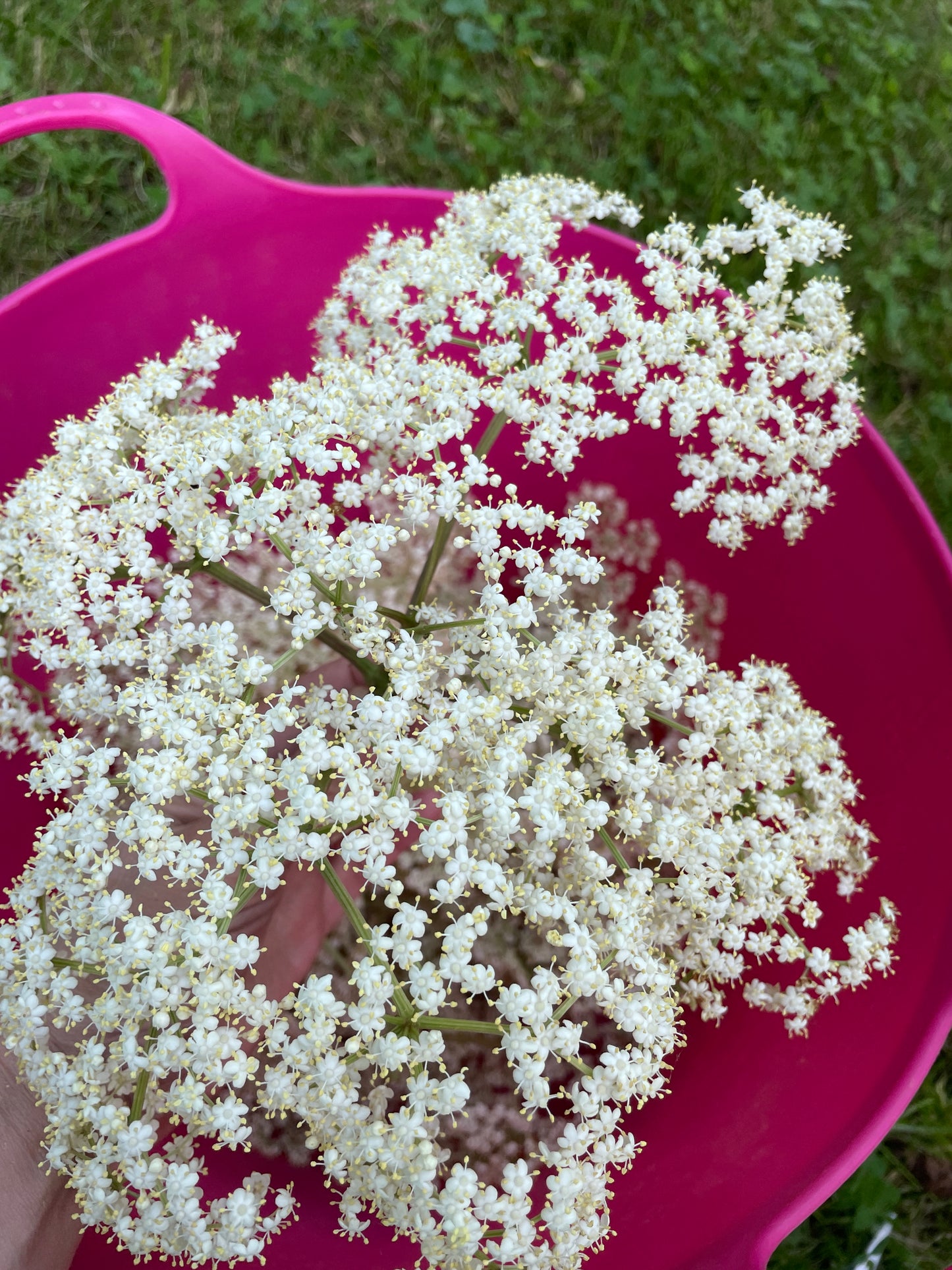 Elderflowers - Dried