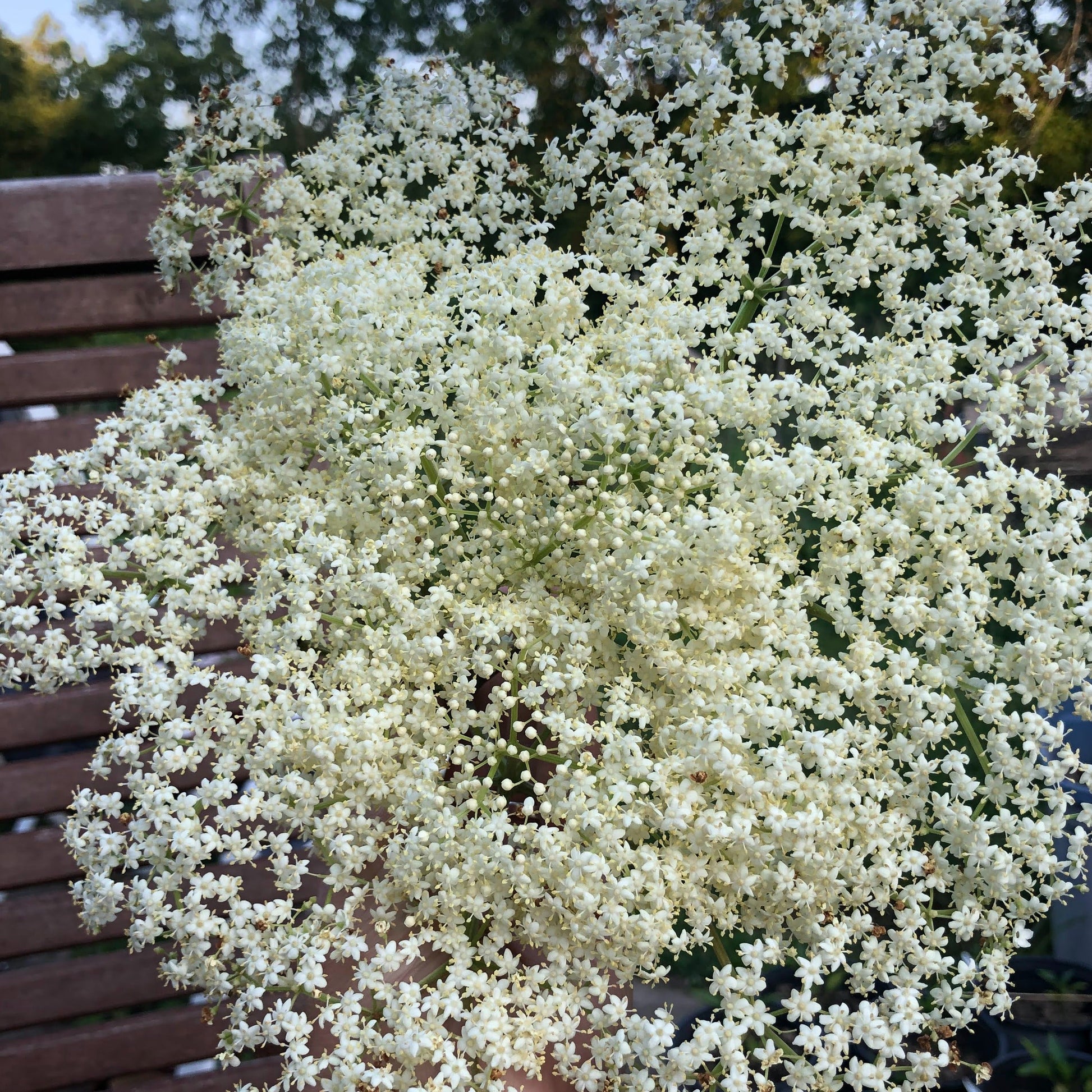 Giant cluster of white, lacy elderflowers