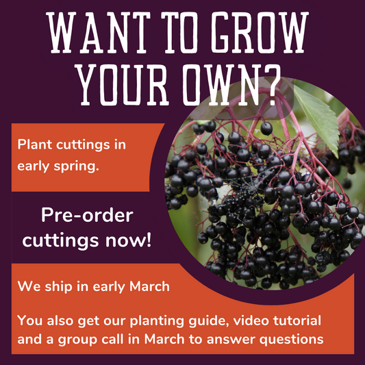 Elderberry Cuttings Preorder