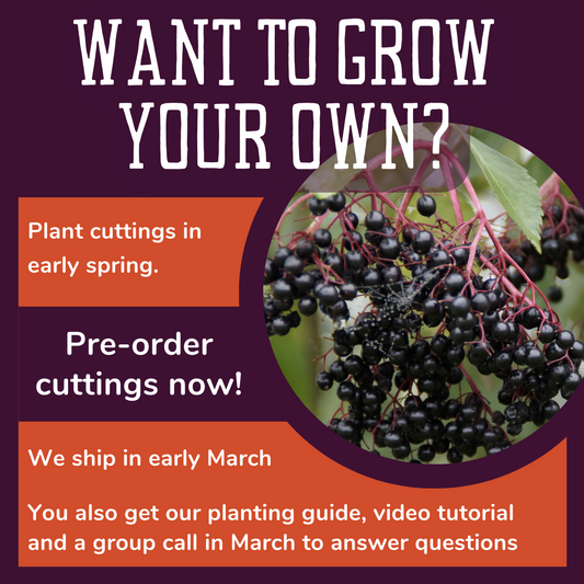 CLOSED FOR WINTER 2024  Elderberry Cuttings Preorder - Ohio Only